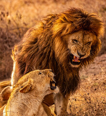 Lion Argument, Ngorongoro Conservation Area, Tanzania