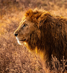 Lion, Ngorongoro Conservation Area, Tanzania