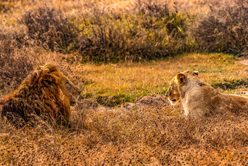 Lions, Ngorongoro Conservation Area, Tanzania