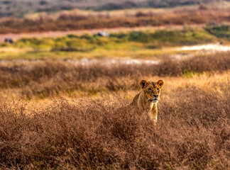 Lion, Ngorongoro Conservation Area, Tanzania