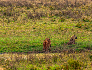 Hyenas at Ngorongoro Conservation Area, Tanzania