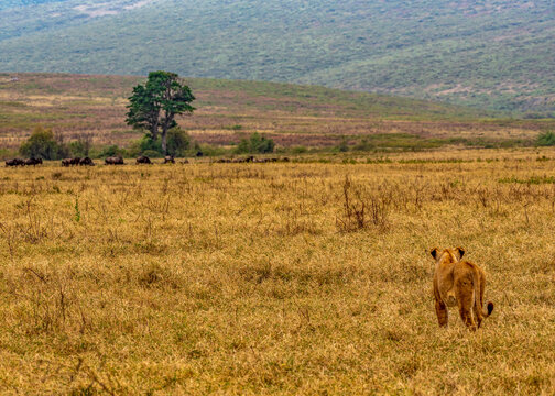 Lion looking for a prey, Ngorongoro Conservation Area, Tanzania