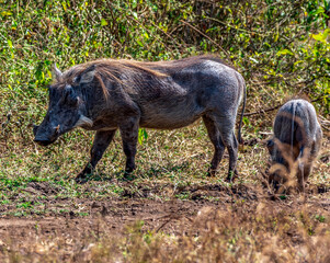 Warthog at Lake Manyara National Park, Tanzania