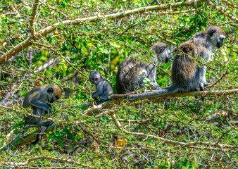 Vervet monkeys at Lake Manyara National Park, Tanzania