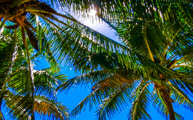 Fototapeta premium Tropical natural palm coconut tree palms trees blue sky Mexico.
