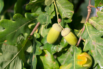 oak acorns on twig closeup selective focus
