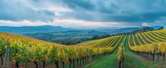 Fototapeta premium Panoramic Autumn Vineyard in mountains with Golden Light