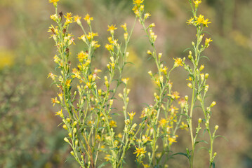 European goldenrod, .Solidago virgaurea yellow flowers closeup selective focus