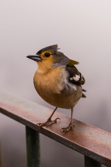 Vogel
