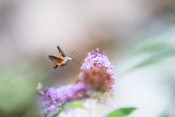 hummingbird hawk-moth feeding on a butterfly bush on blurred background. Selective focus.