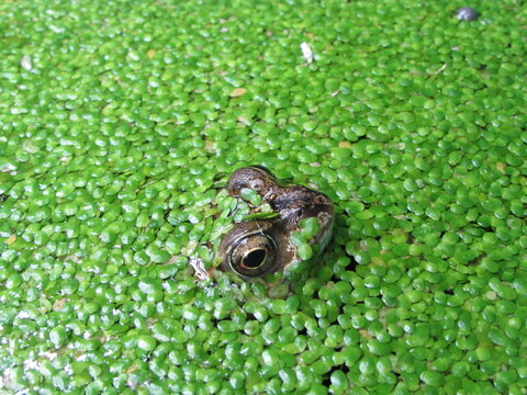 frog on leaf - Powered by Adobe