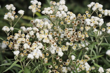 Anaphalis margaritacea. Western pearly everlasting with many white flowers.