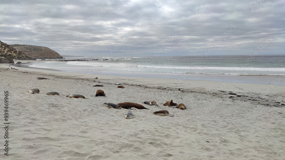 Canvas Prints Coastal landscape of the Kangaroo Island