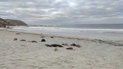 Coastal landscape of the Kangaroo Island