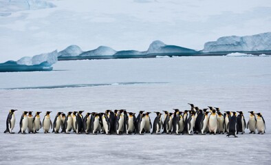 Obraz premium Emperor Penguins Huddled Together on Antarctic Ice Sheet