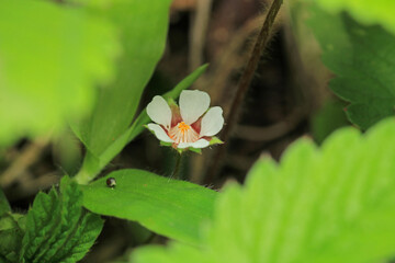 wild garden strawberry macro photo