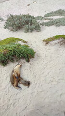 Coastal landscape of the Kangaroo Island