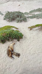 Coastal landscape of the Kangaroo Island