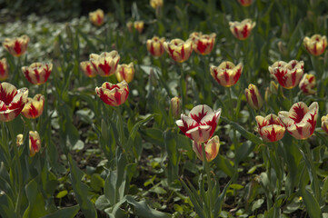 red and yellow tulips