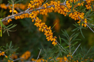 Sea buckthorn berries on a branch in the garden.