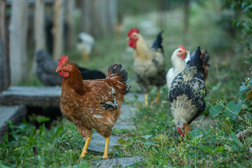 Chicken on green grass in the garden. Village life with domestic birds.