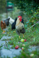 Chicken on green grass in the garden. Village life with domestic birds.
