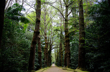 Obraz premium enchanted forest