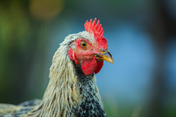 Chicken on green grass in the garden. Village life with domestic birds.