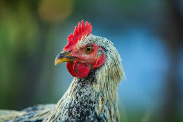 Chicken on green grass in the garden. Village life with domestic birds.