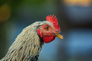 Chicken on green grass in the garden. Village life with domestic birds.