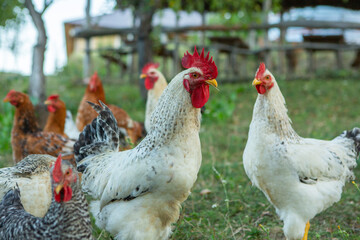 Chicken on green grass in the garden. Village life with domestic birds.