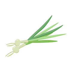 Vector image of green onions with bulbs, detailed and fresh looking.