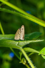 葉にとまるウラナミシジミの後尾