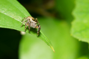 蓮の葉の上で獲物を探すハエトリグモ