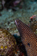 PG Island, Oriental Mindoro Province, Philippines - Close-up of marine life