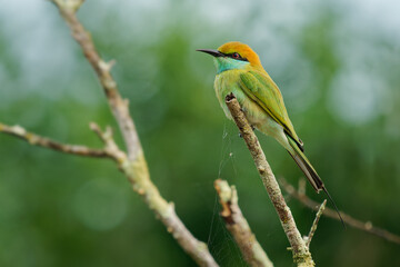 Asian green bee-eater Merops orientalis also Little green bee-eater, bird in Sri Lanka widely distributed across Asia from coastal southern Iran east through the Indian subcontinent to Vietnam
