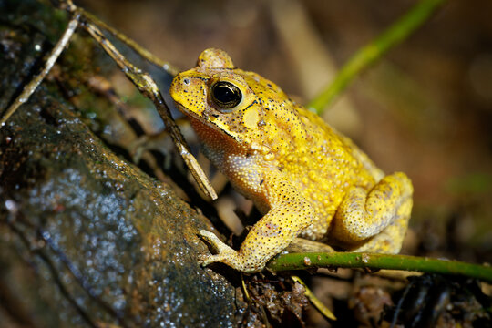 Gold Toad Duttaphrynus melanostictus also Asian common or black-spined toad, Black-spectacled or Common Sunda toad and Javanese toad, yellow frog widely distributed in South Asia