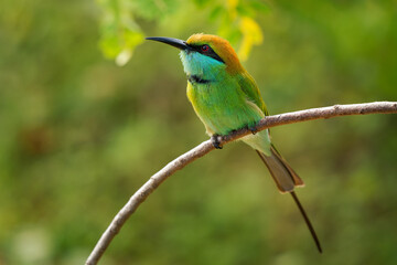Asian green bee-eater Merops orientalis also Little green bee-eater, bird in Sri Lanka widely distributed across Asia from coastal southern Iran east through the Indian subcontinent to Vietnam