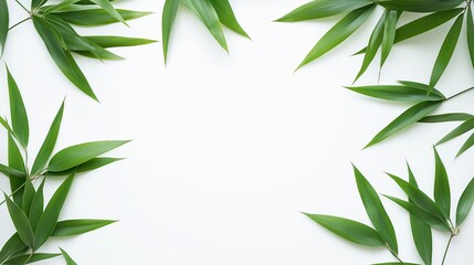 Fototapeta premium Bamboo leaves on a white backdrop with copy space image.