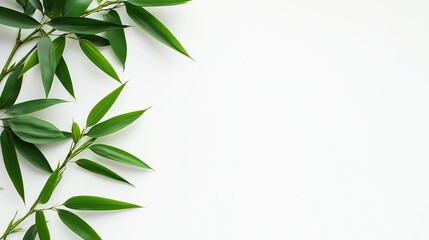 Fototapeta premium Bamboo leaves on a white backdrop with copy space image.