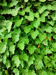 English ivy: a species of Ivy, its botanical name is Hedera helix.