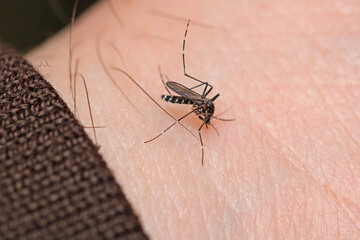 aedes albopictus fly macro photo