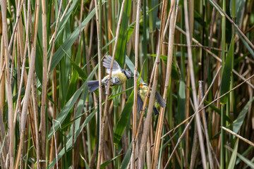 Kohlmeise bei der Fütterung des Küken mit Insekten im Schilf - parus major in phragmites australis
