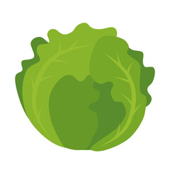Green lettuce head vector graphic for salad and vegetable themes.