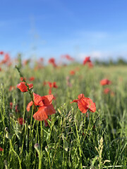 Obraz premium Poppies