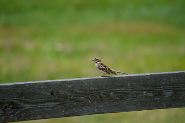 Bird on a fence