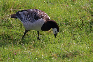 dutch birds