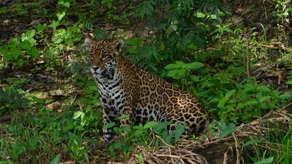JOVEM JAGUAR