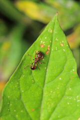 formica fusca ant insect macro photo