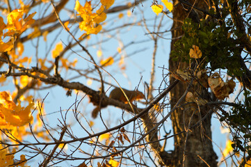 Squirrel in the Park